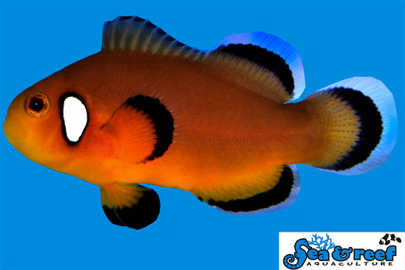 Mocha Latte Clownfish