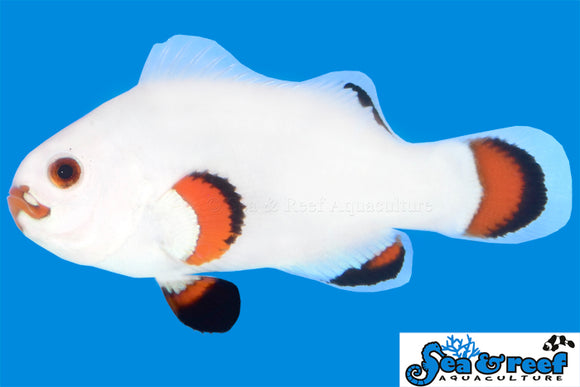 Solar Storm Clownfish