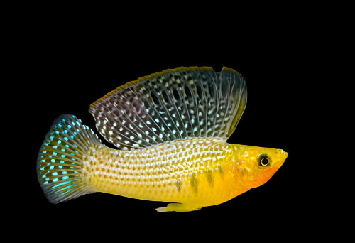 Assorted Sailfin Molly