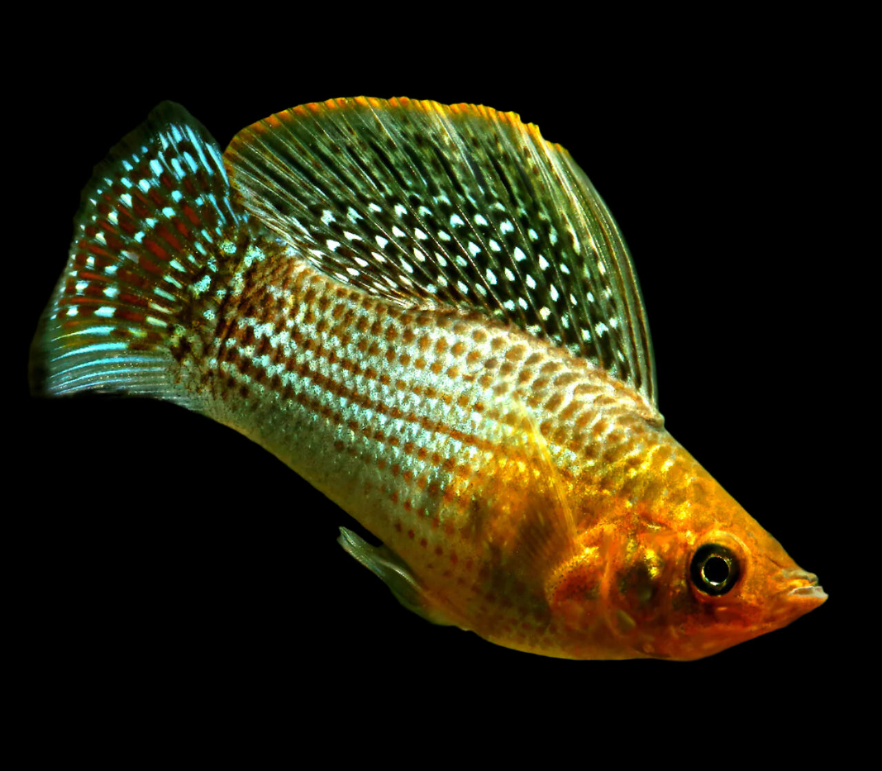 Assorted Sailfin Molly
