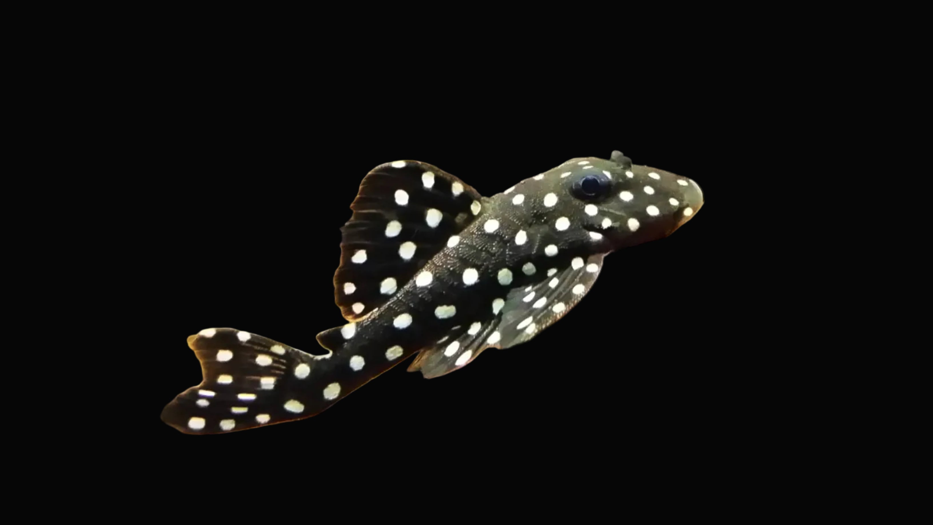 Snowball Pleco L201
