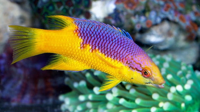 Spanish Hogfish