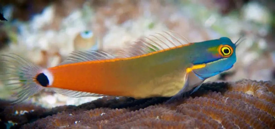 Tailspot Blenny