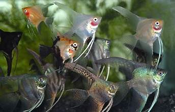 Assorted Fancy Angelfish Assorted Fancy Angel – Aquatic Cove