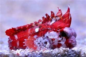 Pygmy Red Rooster Waspfish
