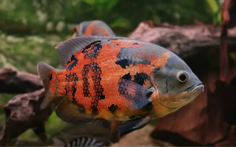 Tiger Oscar