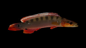 Xingu Orange Pike