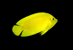 Yellow Angelfish