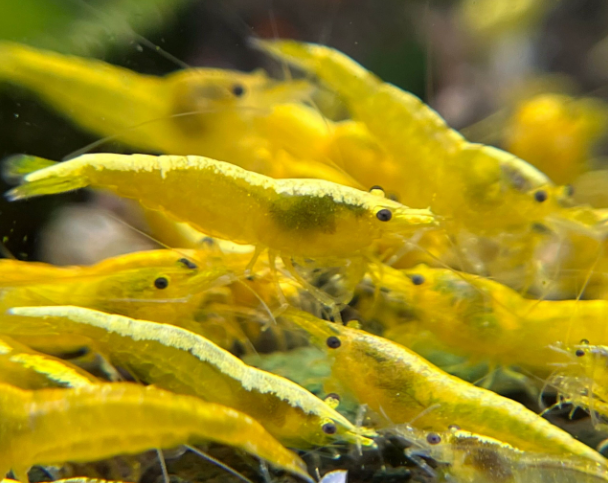 Super Yellow Shrimp