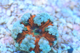 Ultra Flower Rock Anemones