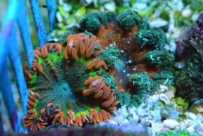 Ultra Flower Rock Anemones