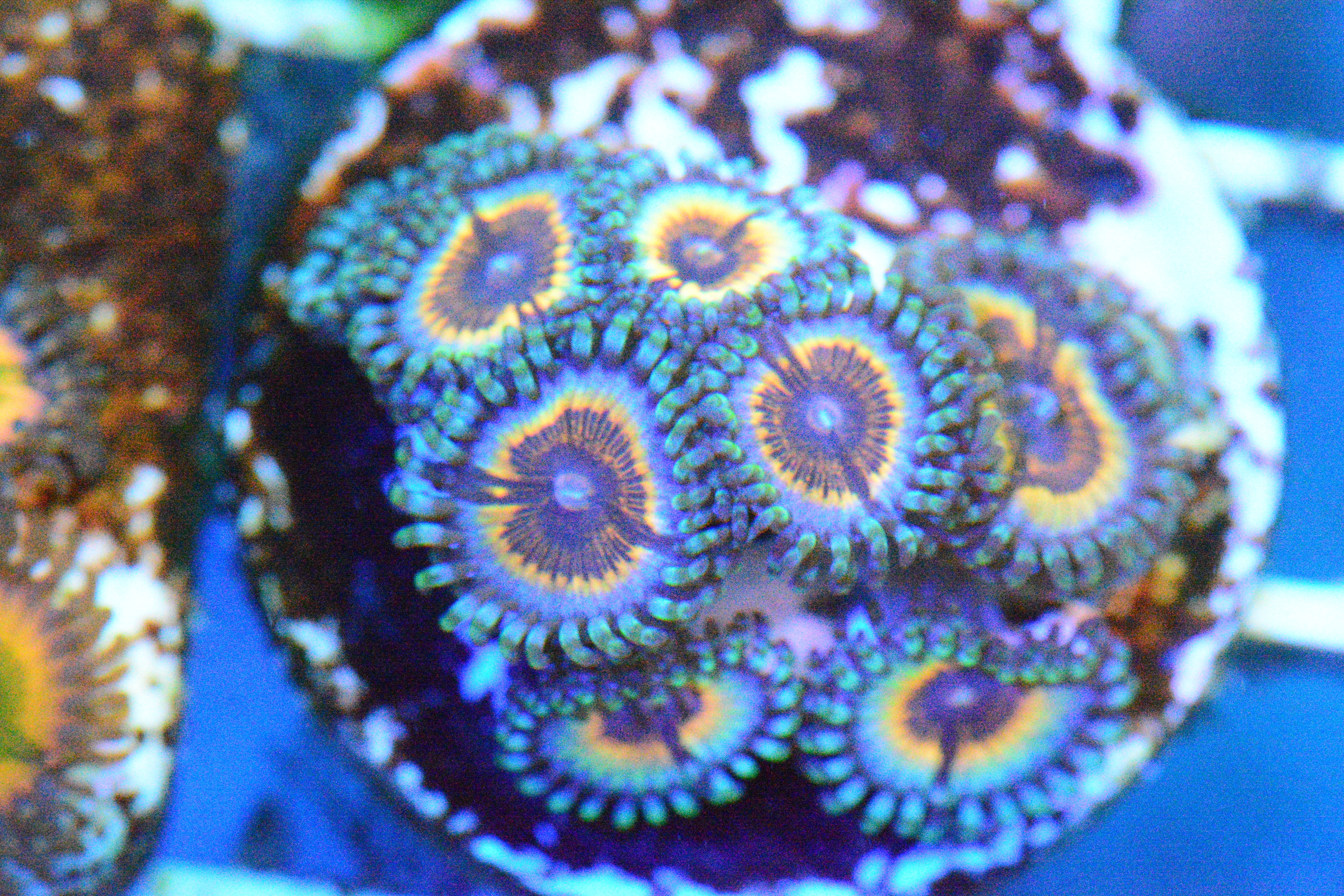 Zoa - Vamp Paly