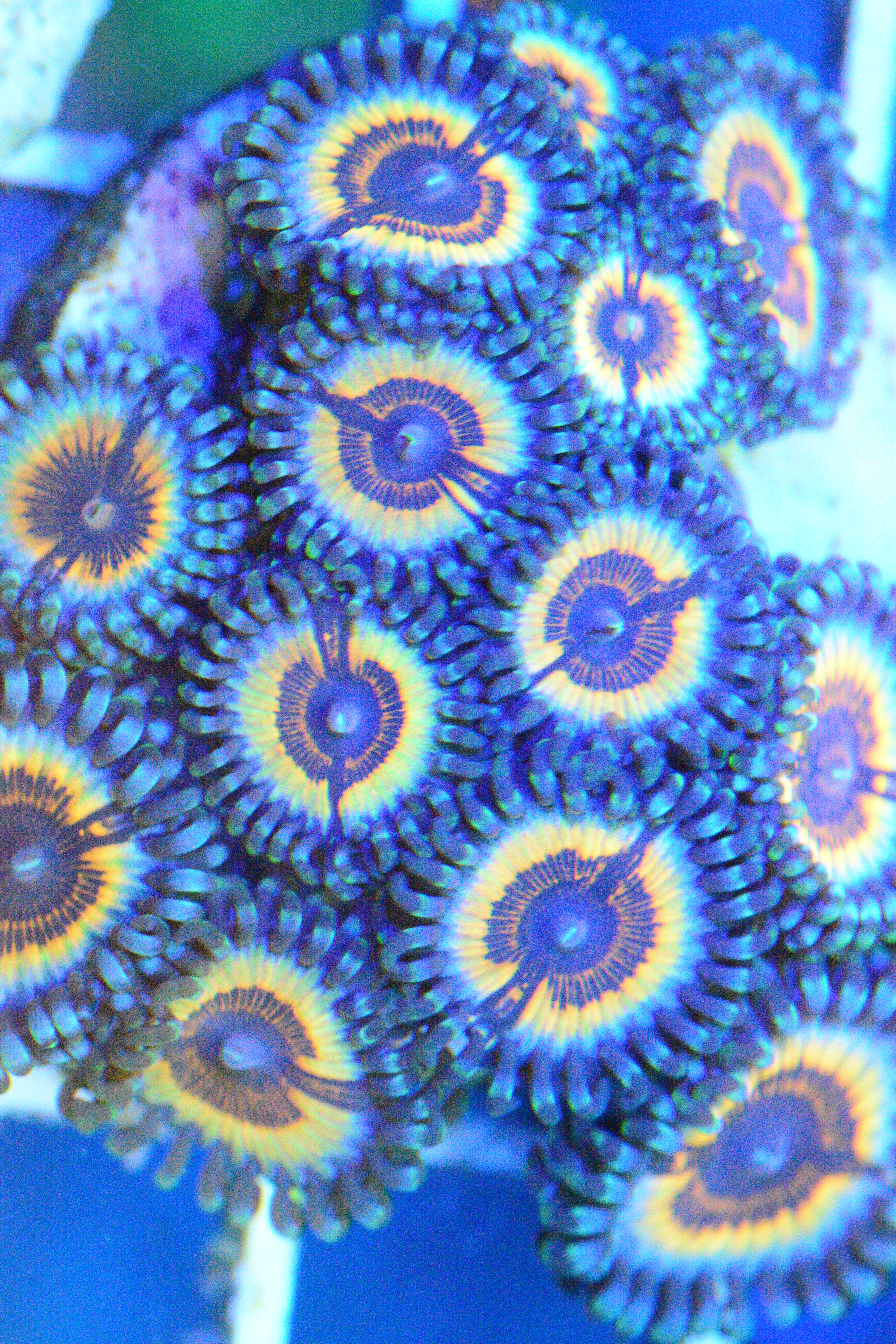 Zoa - Vamp Paly