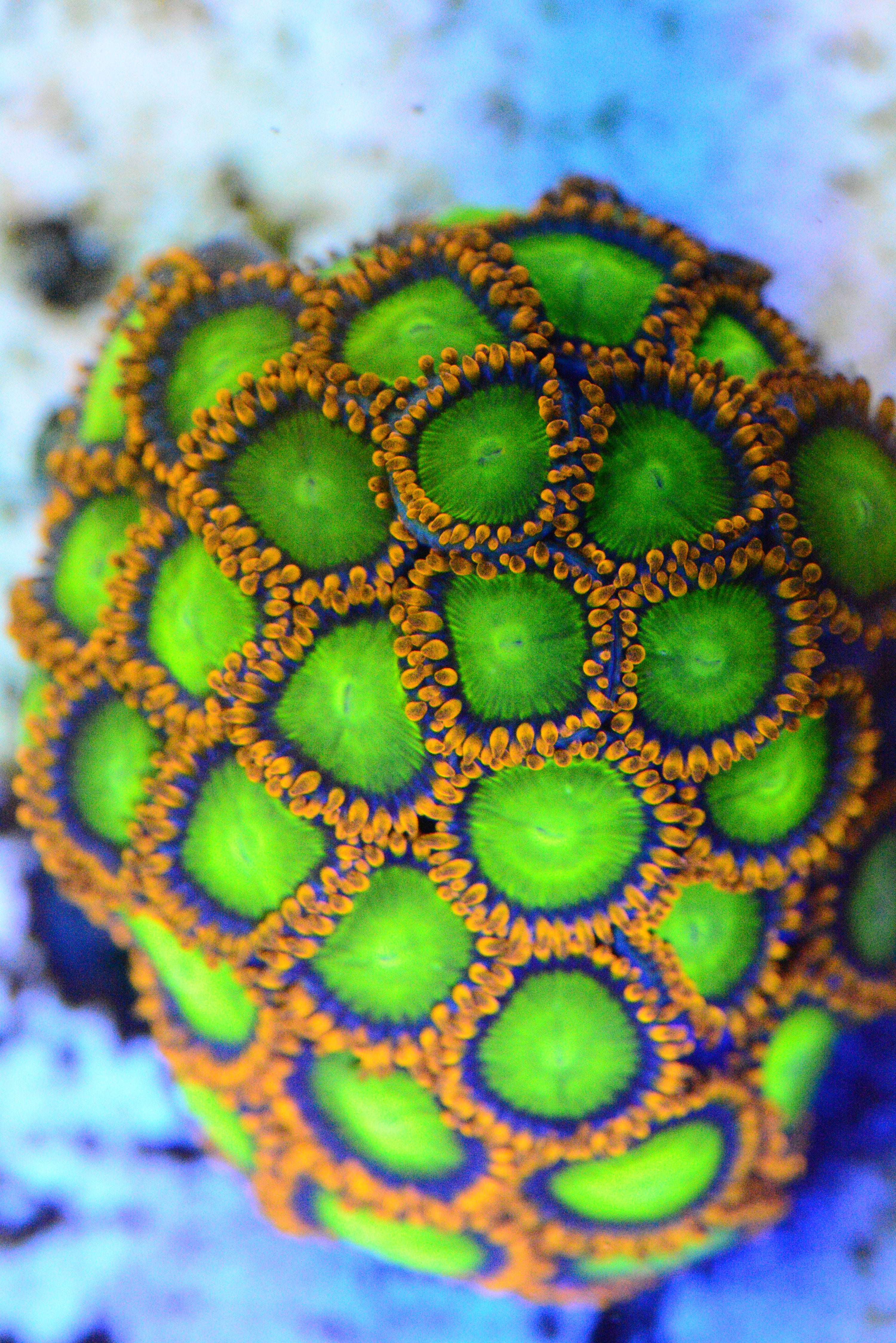 Zoa - AC's OJs