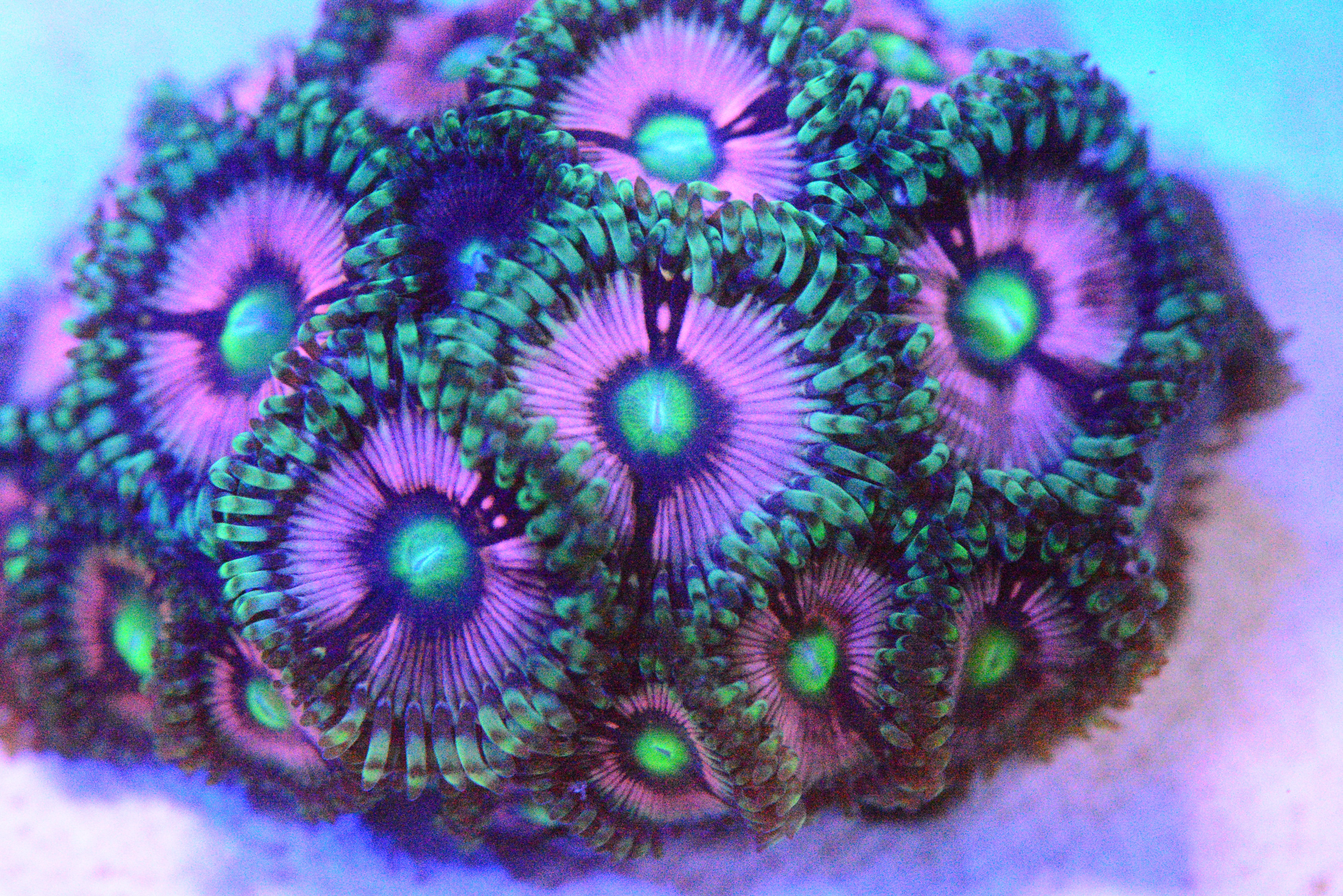 Zoa - Ultra Pink Paly