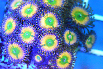 Palythoa -Tequila Sunrise Frag