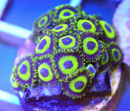 Zoa - LA Lakers Frag