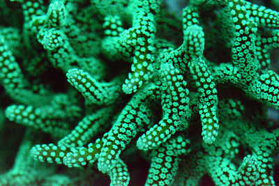 Ultra Green Birdsnest Frag