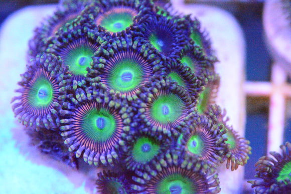 Zoa - Candy Apple Pink Paly