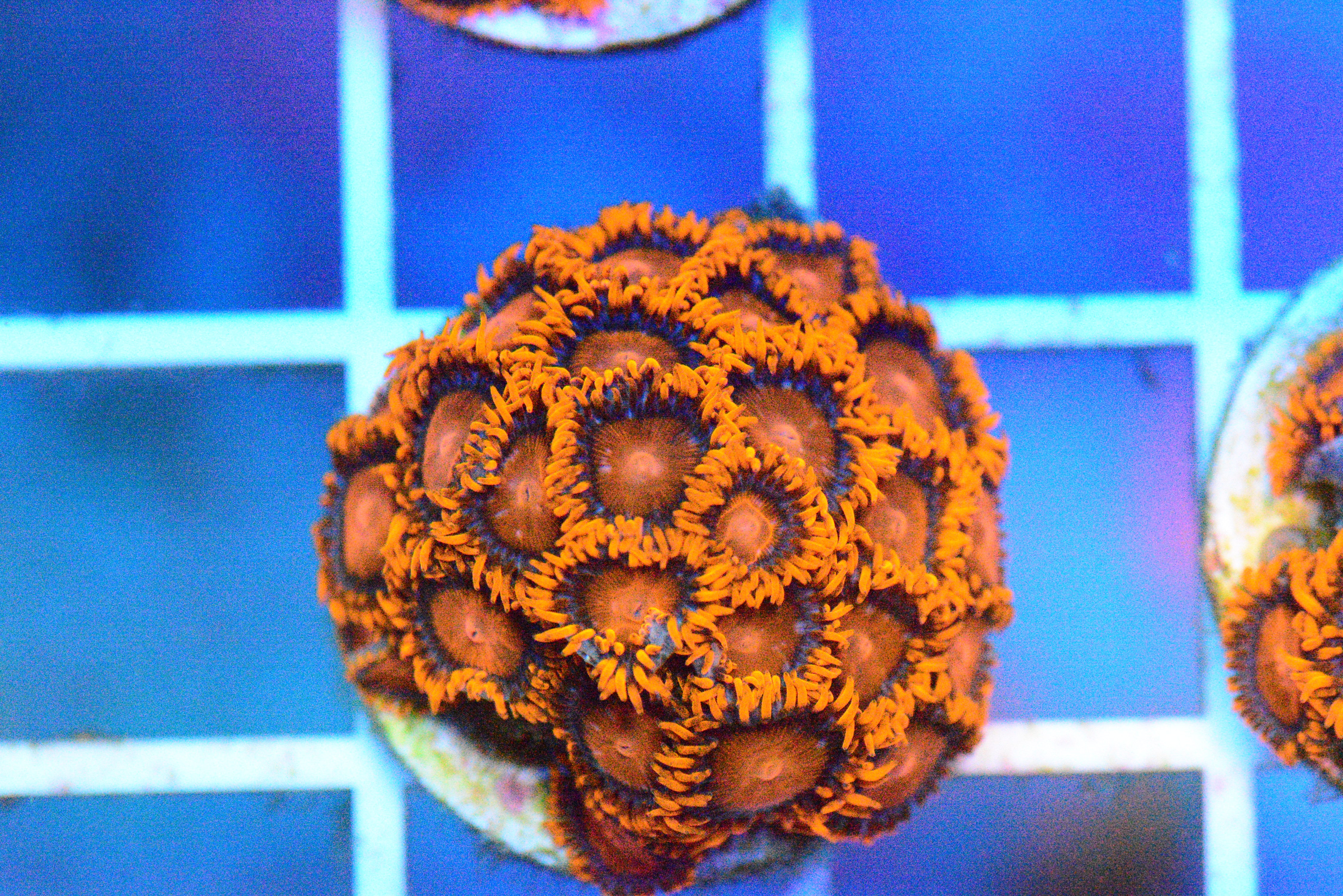 Zoa - BamBam Frag