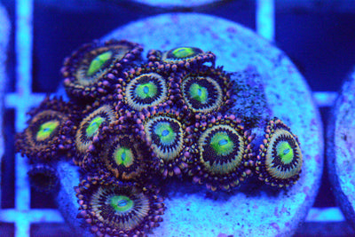 Zoa - AC's Delirium Paly