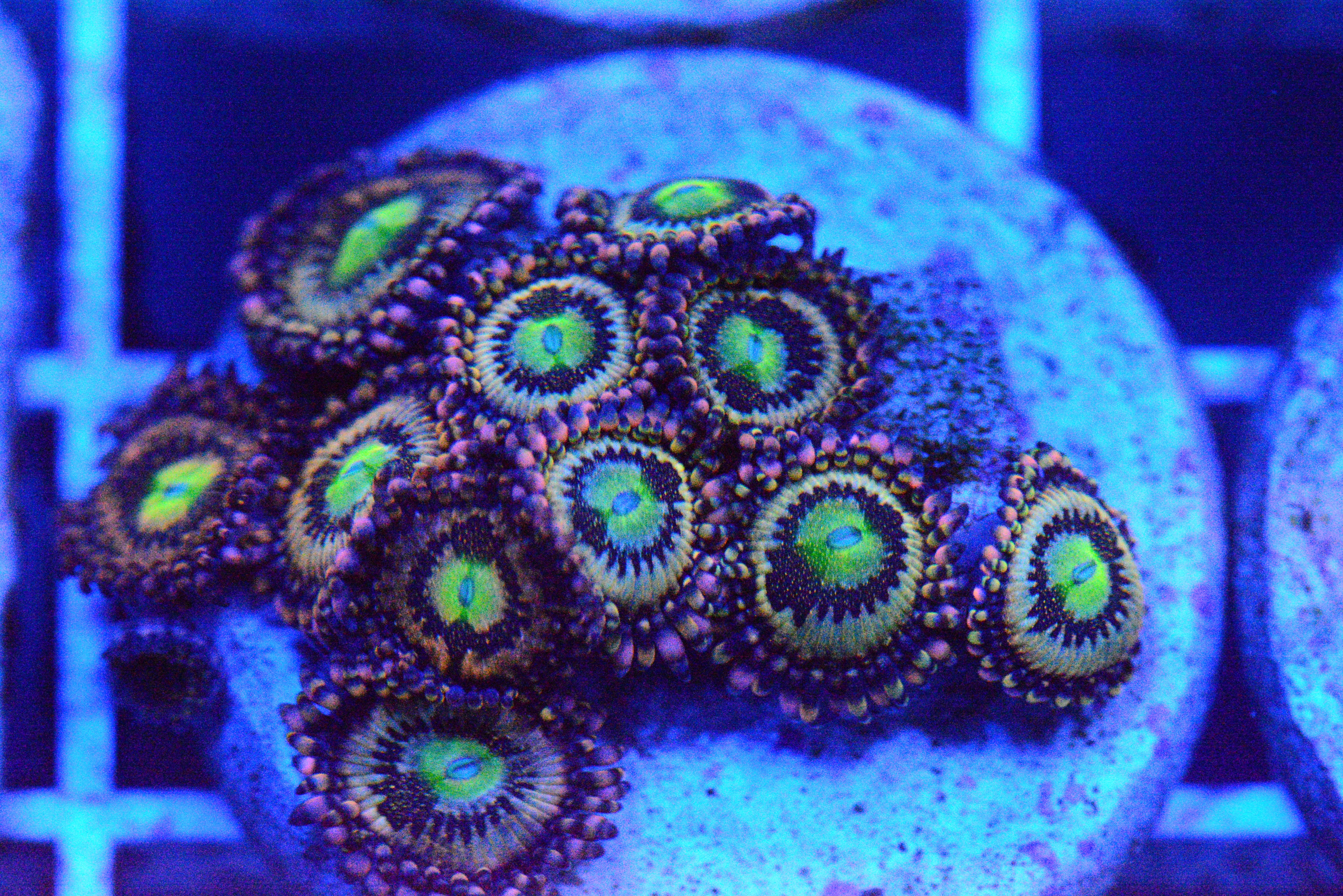 Zoa - AC's Delirium Paly