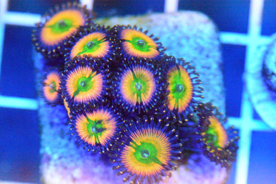 Palythoa -Tequila Sunrise Frag