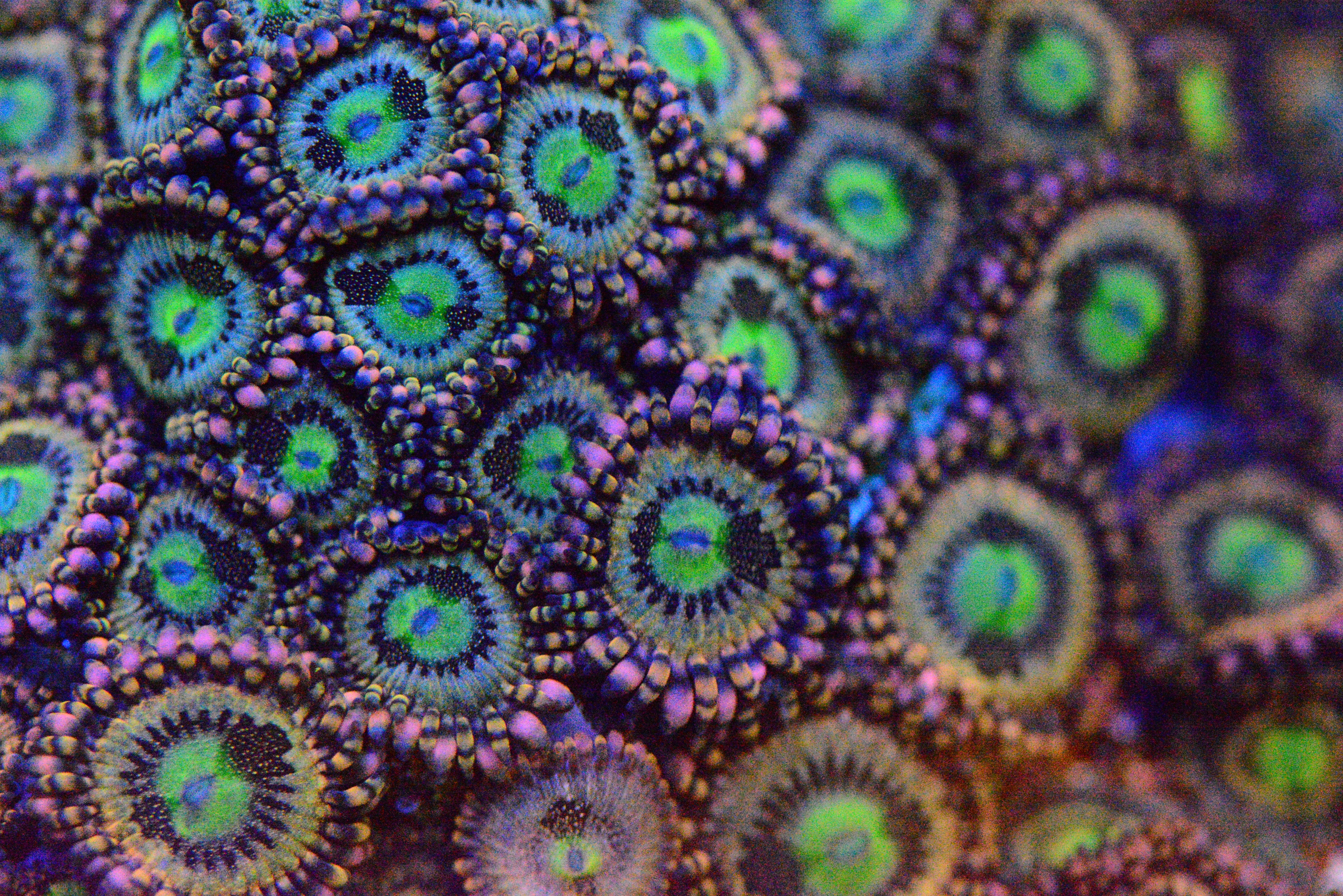 Zoa - AC's Delirium Paly