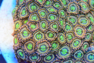 Zoa - AC's Delirium Paly