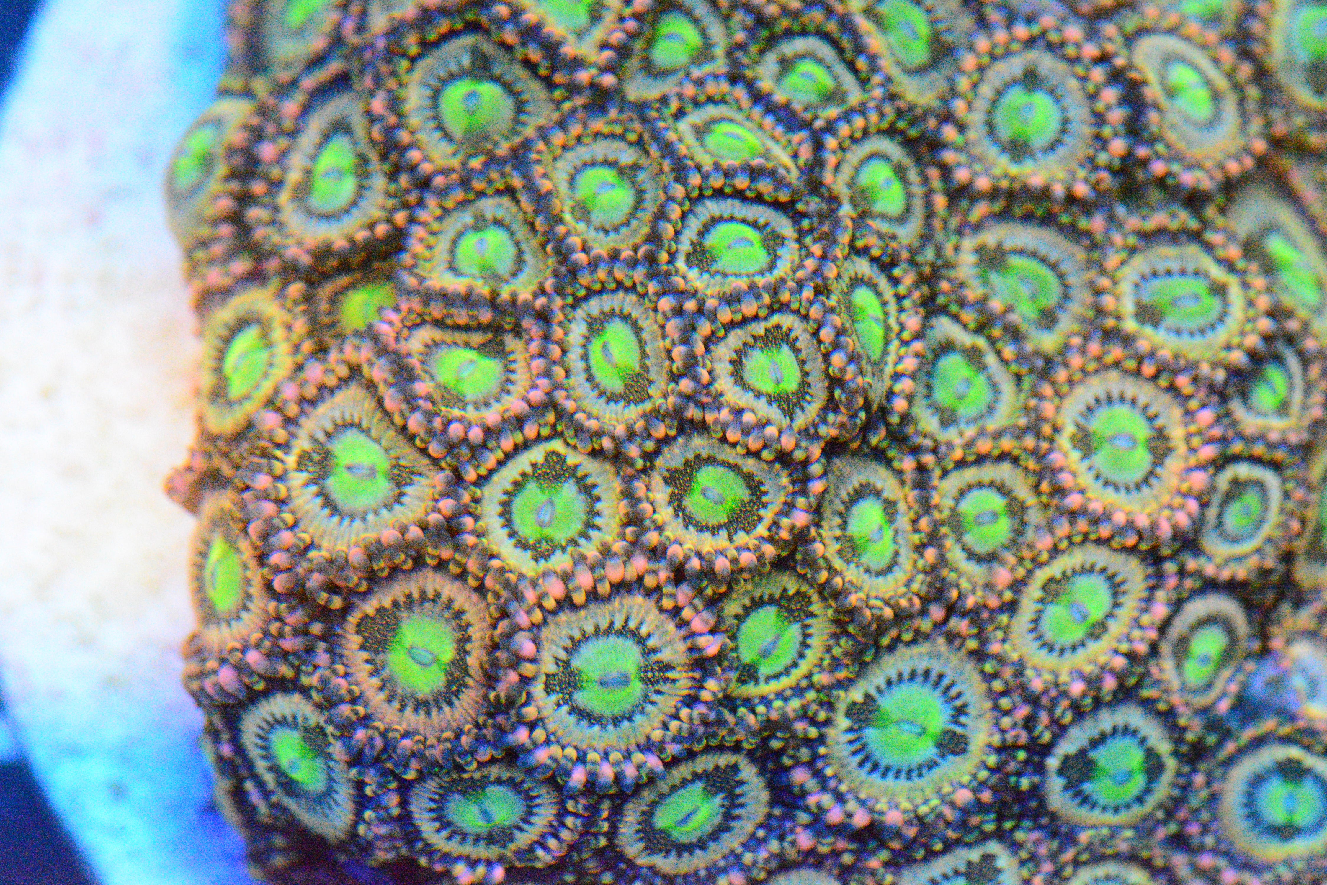 Zoa - AC's Delirium Paly