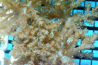 Kenya Tree Frag