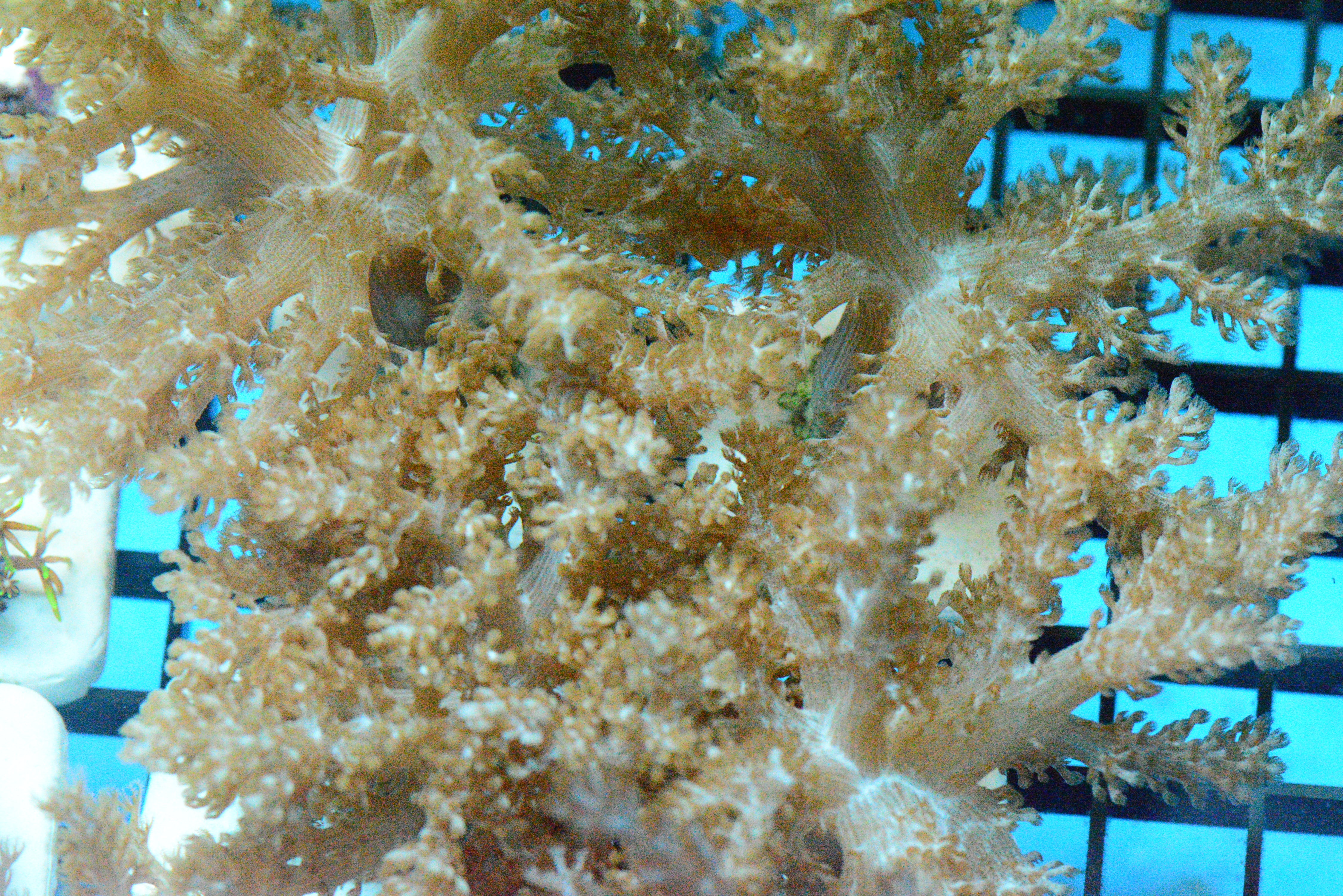 Kenya Tree Frag