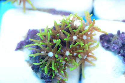Green Star Polyps