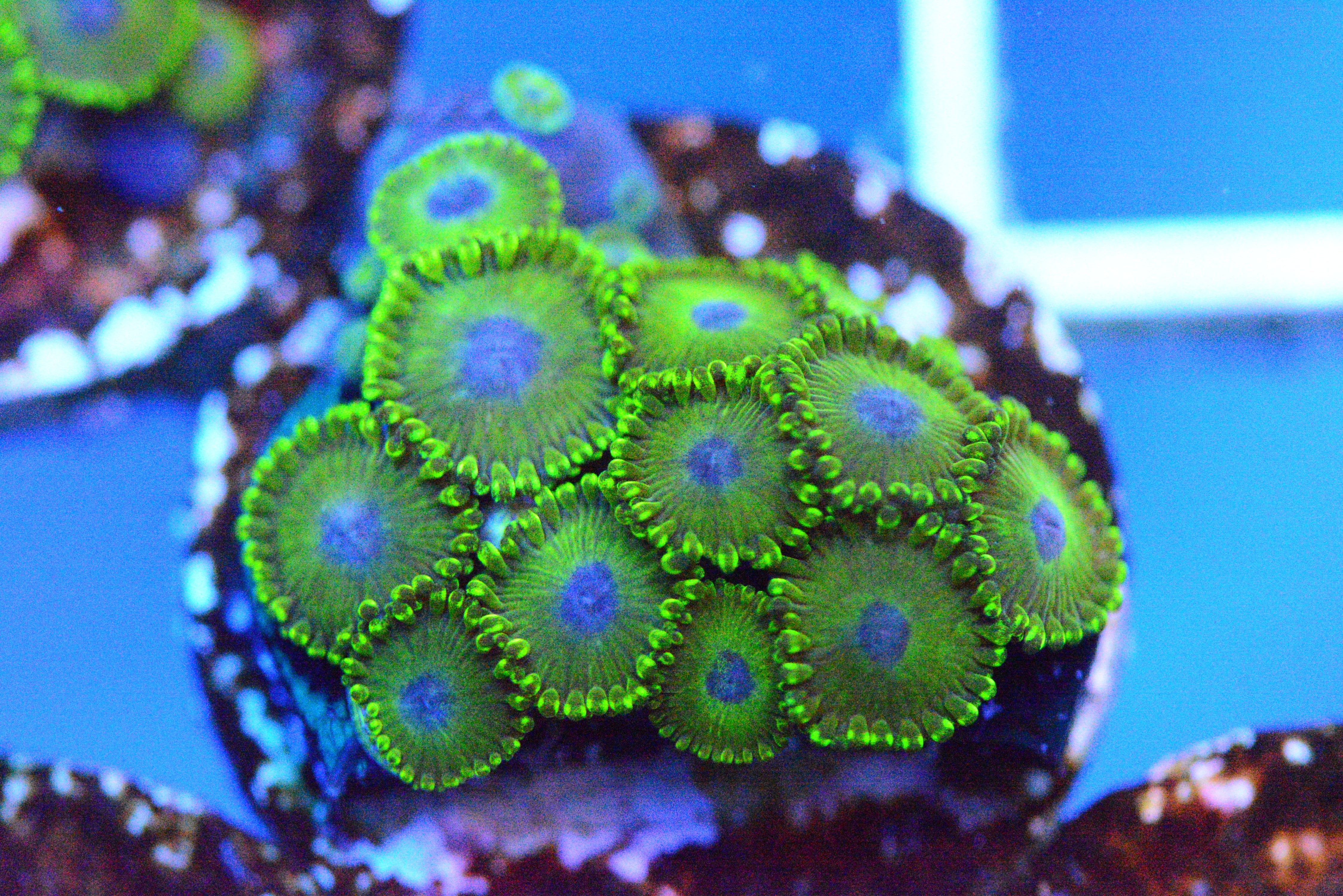 Zoa - AC's Bitcoin Zoa