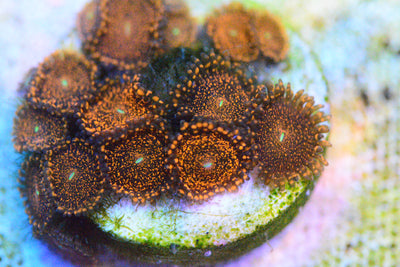 Zoa - Darth Maul