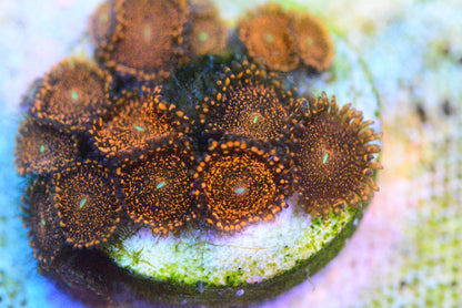 Zoa - Darth Maul