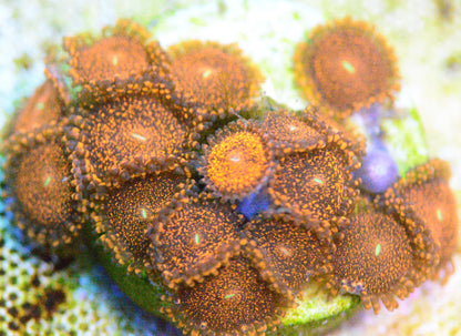 Zoa - Darth Maul