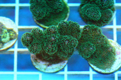Green Pocillopora