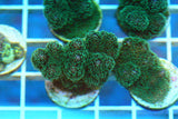 Green Pocillopora