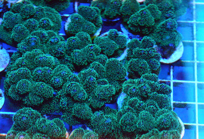 Green Pocillopora