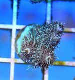 Rose/Gold Millepora Frag