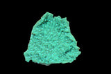 Green w/Blue polyp Montipoa Frag