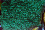 Green w/Blue polyp Montipoa Frag