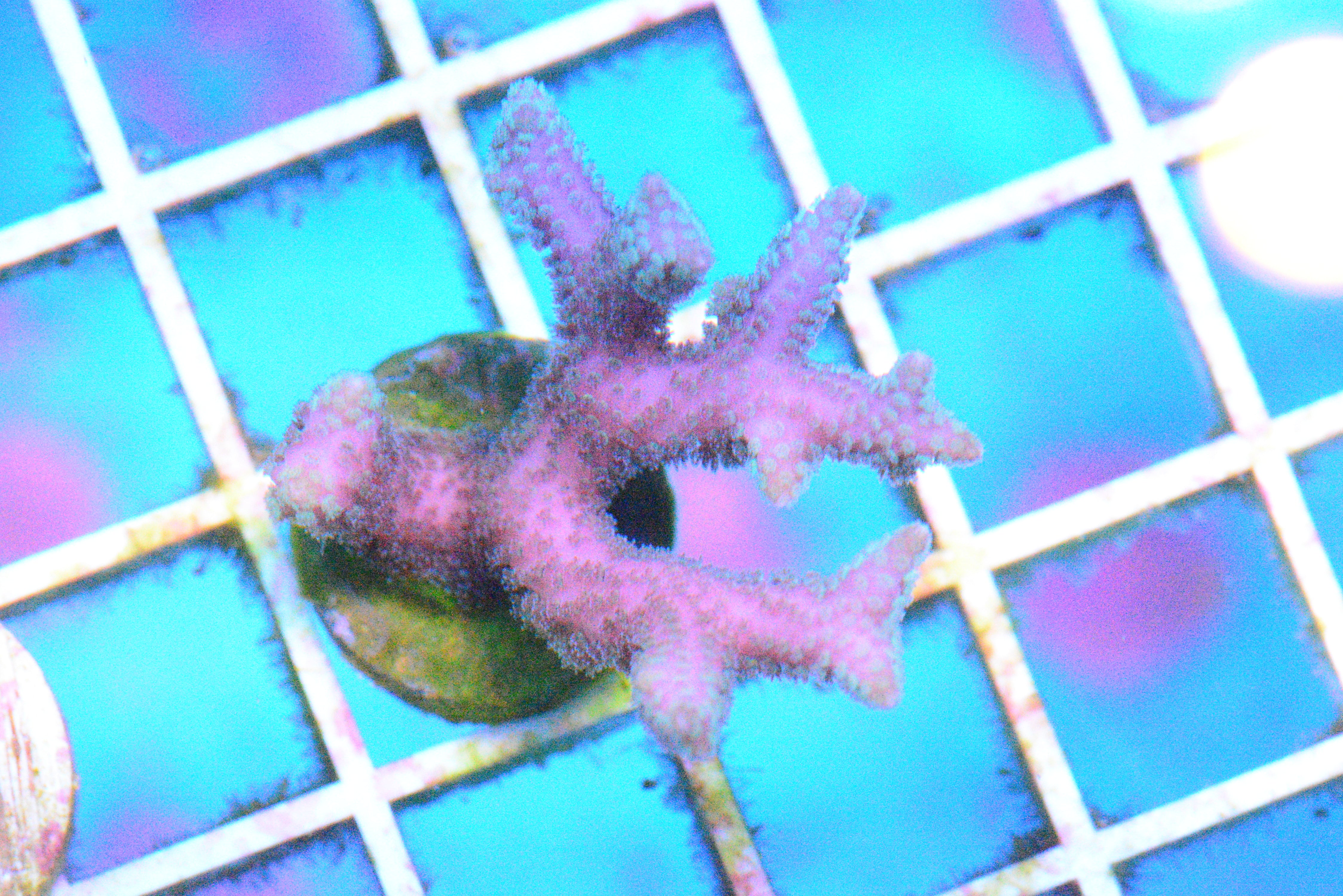 Pink Birdsnest Frag