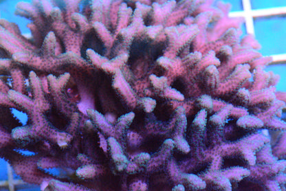 Pink Birdsnest Frag