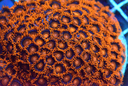 Zoa - BamBam Frag
