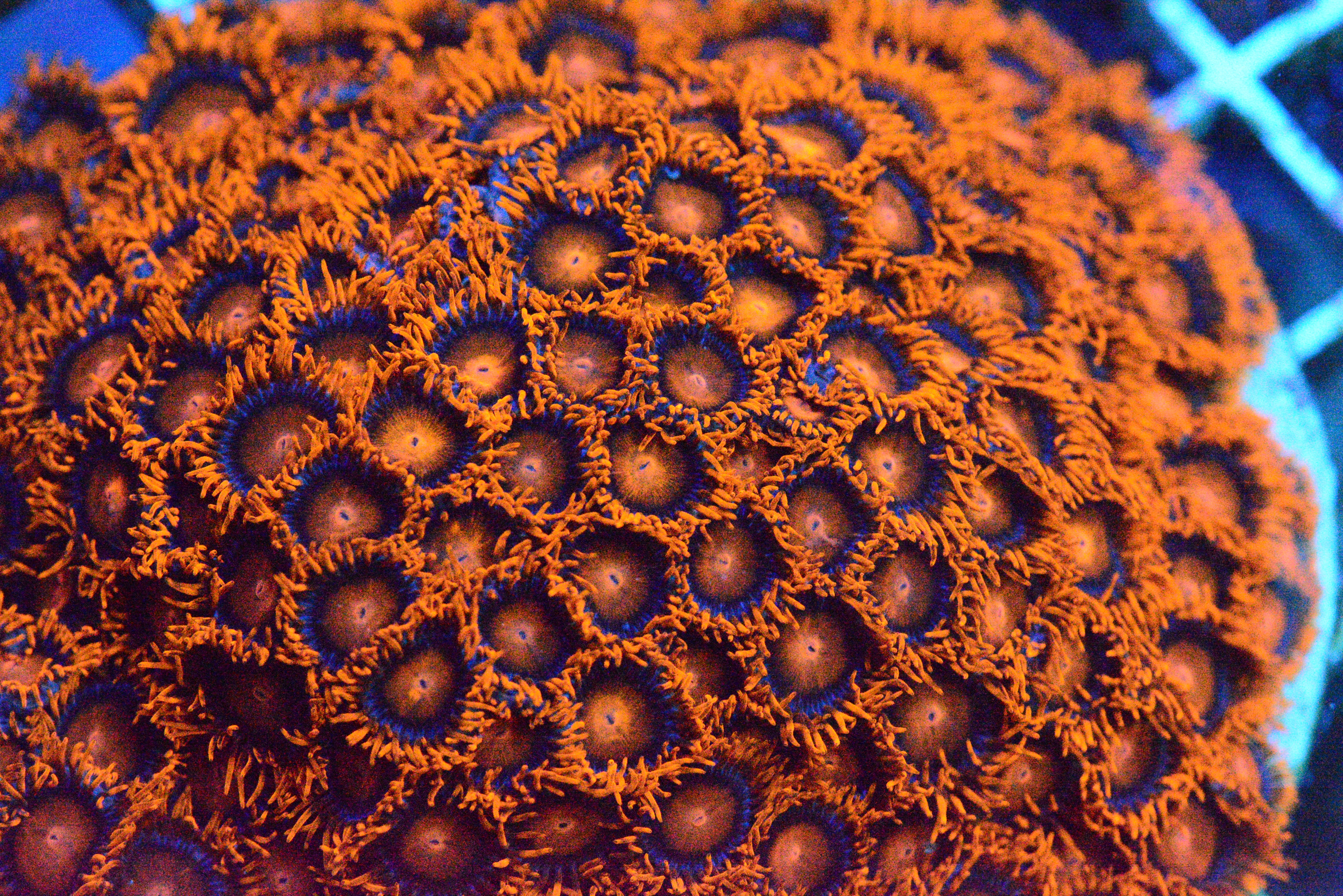 Zoa - BamBam Frag