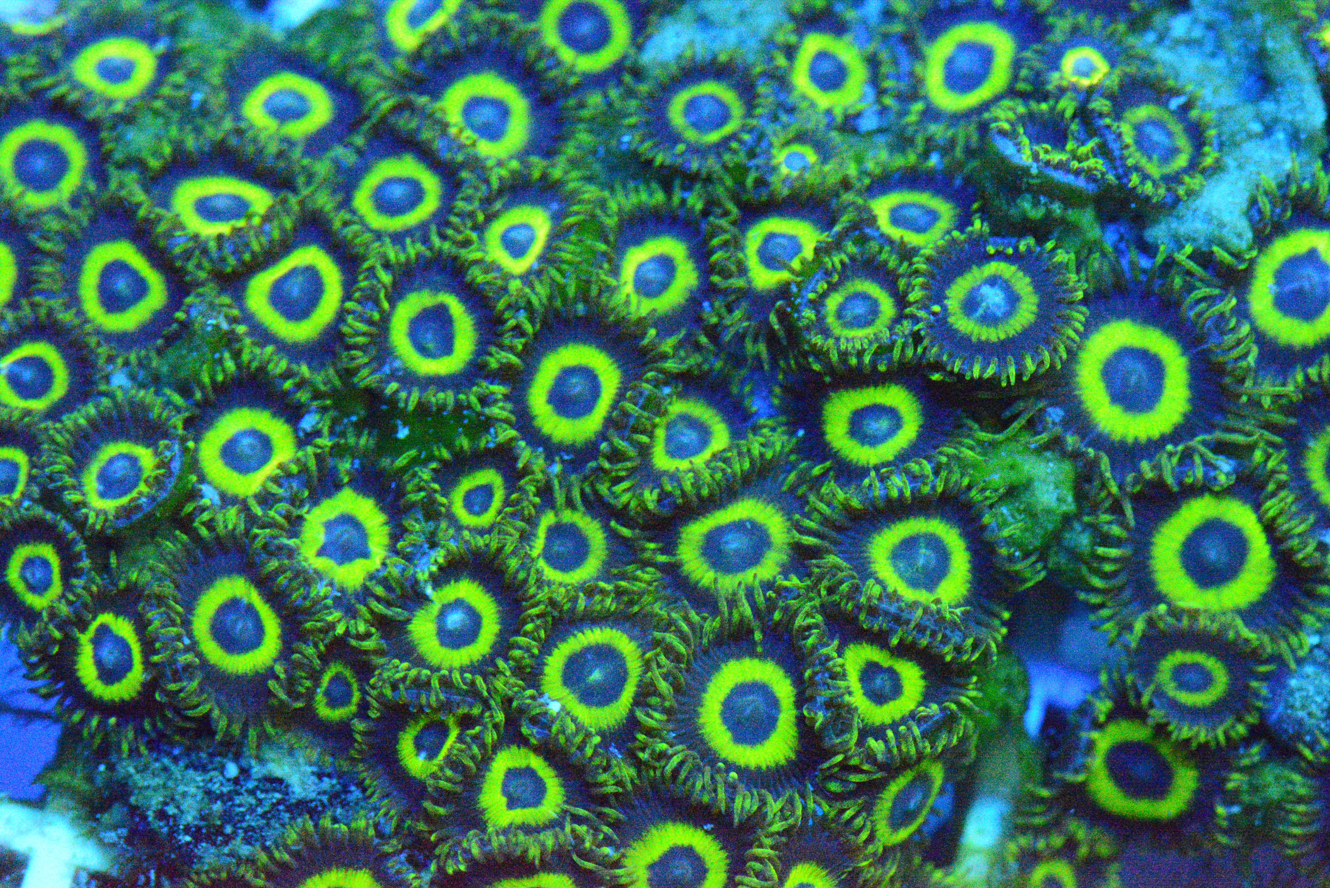 Zoa - LA Lakers Frag