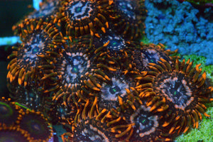 Zoa - Utter Chaos Paly