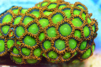 Zoa - AC's OJs